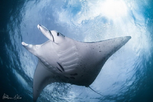 Tickle me Elmo. Mantas sometimes hover over the cleaning ... by Steven Miller 
